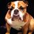 David Bowden's profile image