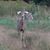 Cesi Macolino's profile image