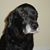 Buddy Ribis's profile image