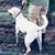 Joseph Sondheim's profile image