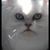 Chris Anderson's profile image