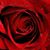 Marilu Rosa's profile image