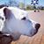 Nicole' BadPenny's profile image