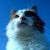 Lori Biletnikoff's profile image