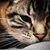Kate Sabean's profile image
