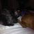 Lisa Shiveler's profile image