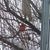 Deb Orchard's profile image