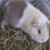 Diane Sesko's profile image
