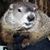 Colene Aug Belli's profile image