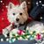Bill Lori Baumgarten's profile image