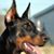 Goran Jelcic's profile image