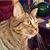 Henri Monnier's profile image