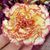 Kathleen Swarts's profile image