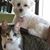 Linda Russo's profile image