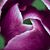 Gertrude Bertrude's profile image