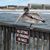 Heather Beck Thompson's profile image