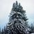 Ron Guy's profile image