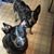 Kellie Voisine's profile image