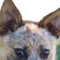 Linda Wilson's profile image