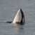 Vicki Martens's profile image