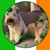 Diane Haroutunian Brus's profile image