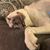 Dory Pfeil's profile image