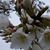 Simone Dedrick's profile image
