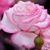 April Hargrave's profile image