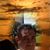 Jorge Ferrer's profile image