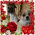 Diana Colombo's profile image