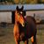 Carly L Love's profile image