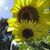 Toni Kay Bennett's profile image