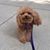 Denise S Toledo's profile image