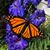 Cyrene Slegona's profile image