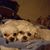 Diann Scheeringa Nelson's profile image