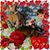 Mary Finkelstein Brune's profile image