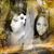 Rosi Frias's profile image