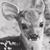 Rachel Fawn Parr's profile image
