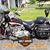 Settimo Sam Lucchese's profile image