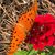 Tonya Grosh's profile image