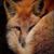 Joanne Hicks-Scott's profile image