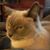 Stephen J Townsend's profile image