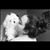 Mia Cifarelli's profile image
