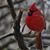 Brina May's profile image