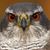Elaine Sinton's profile image