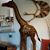 Sheri Albrecht Russell's profile image
