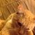 Viki Gillespie's profile image