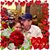 Robert Morel's profile image
