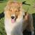 Denise Perkovich's profile image