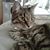 Carole Brooks's profile image